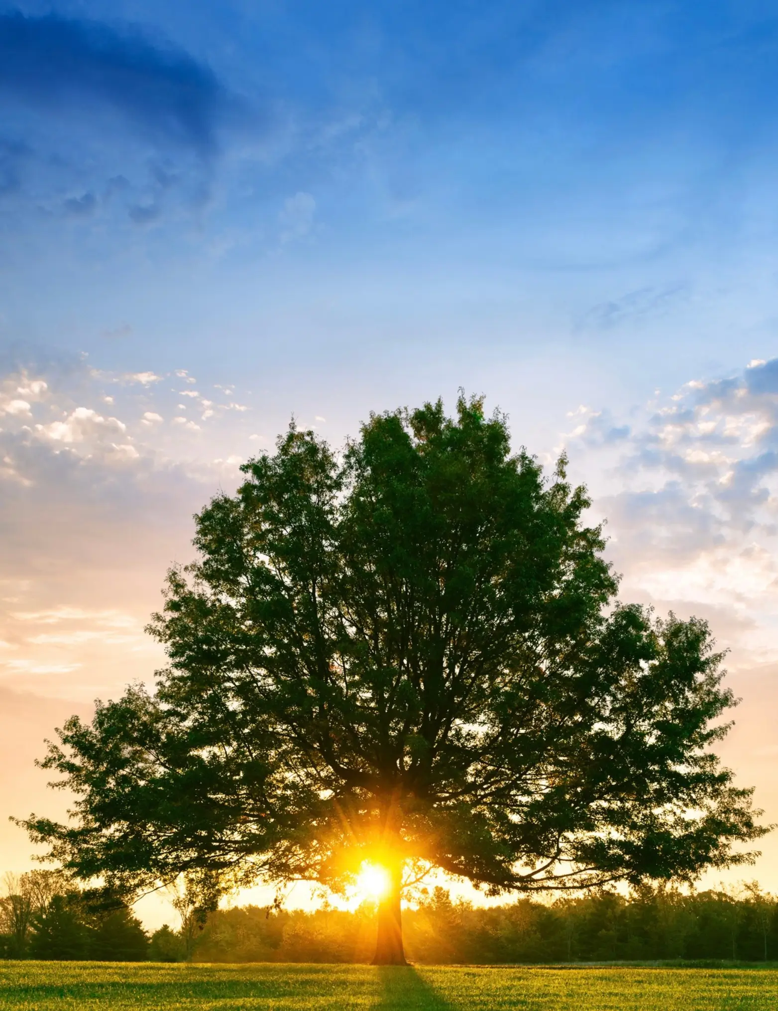 tree of life in ohio field