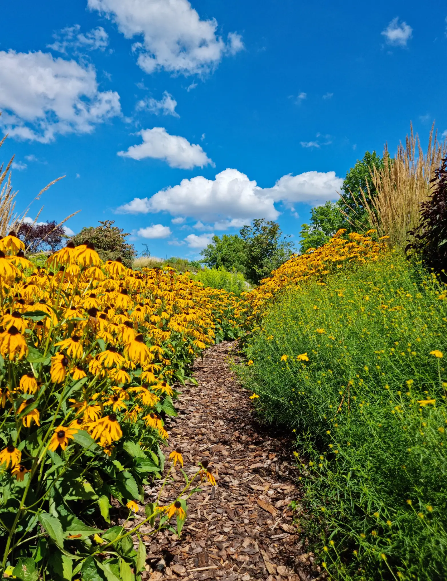 path leading down a field of black eyed susans in ohio